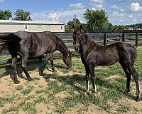 blue-roan-roan-friesian-quarter-horse-stallion