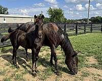 blue-roan-roan-friesian-quarter-horse-foal