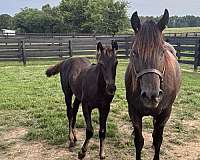 blue-roan-roan-friesian-quarter-horse-for-sale