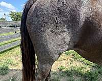 blue-roan-roan-friesian-quarter-horse