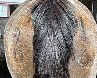 friesian-quarter-horse-foal