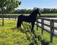 quarter-horse-broodmare