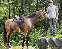 canter-quarter-pony