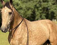 includes-quarter-pony