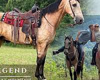 star-strip-horse