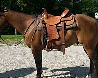 none-horse