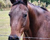 bay-none-horse