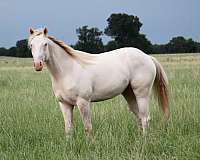 barrel-quarter-horse