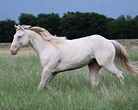 barrel-racing-quarter-horse