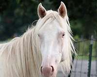 blue-eyed-quarter-horse