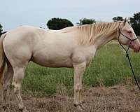 calf-roping-quarter-horse