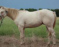 heading-quarter-horse