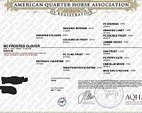performance-quarter-horse