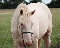 playday-quarter-horse