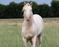 all-around-quarter-horse