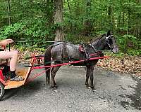roan-mottling-around-eyesnose-pony