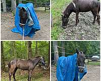 bay-roan-roan-mottling-around-eyesnose-pony