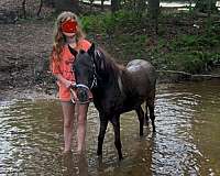 roan-mottling-around-eyesnose
