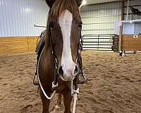 chestnut-quarter-horse-foal