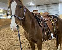 chestnut-all-around-cross-horse