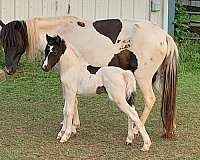 black-pinto-aspc-filly