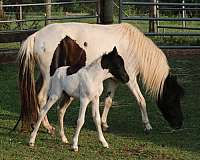 black-pinto-aspc-horse