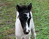 black-pinto-filly-for-sale