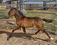 buckskin-varnish-horse