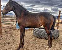 filly-buckskin-friesian-horse