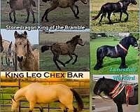 champion-fell-pony