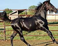 athletic-irish-draught-horse