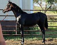 breeding-irish-draught-horse