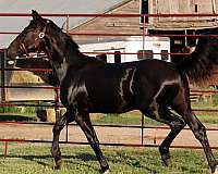 eventing-irish-draught-horse