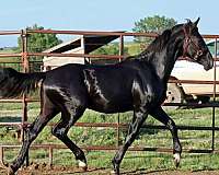 field-hunter-irish-draught-horse