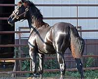 flashy-irish-draught-horse