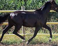 left-front-right-hind-coronet-sock-front-partial-white