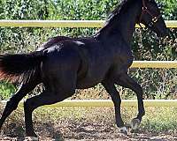 all-around-irish-draught-horse