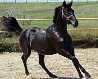classical-irish-draught-horse
