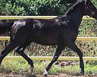 dressage-irish-draught-horse