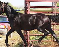 big-bodied-irish-draught-horse