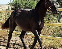 black-colt-irish-draught-horse