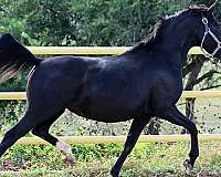 bloodlines-irish-draught-horse