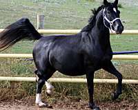 de-niro-irish-draught-horse