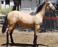 2025-filly-andalusian-horse