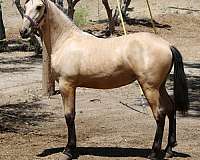 great-disposition-andalusian-horse