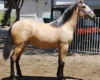michigan-andalusian-horse