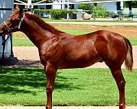 raylan-givens-quarter-horse