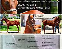 money-winnings-sire-quarter-horse