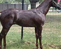 sneaky-kitten-quarter-horse