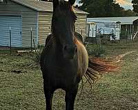 athletic-tennessee-walking-horse